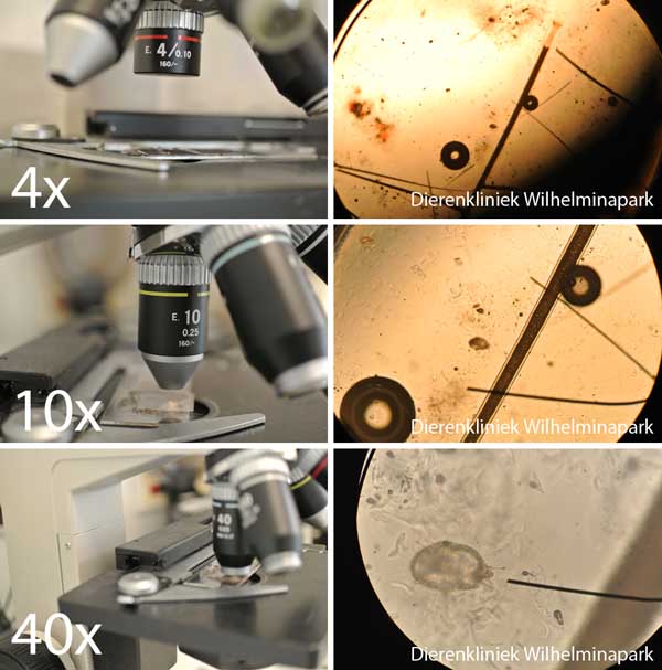 Cavia mijt onder een microscoop bekijken met steeds grotere vergroting